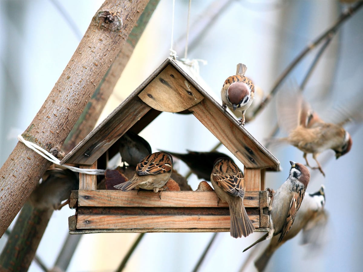 годівничка для птахів
