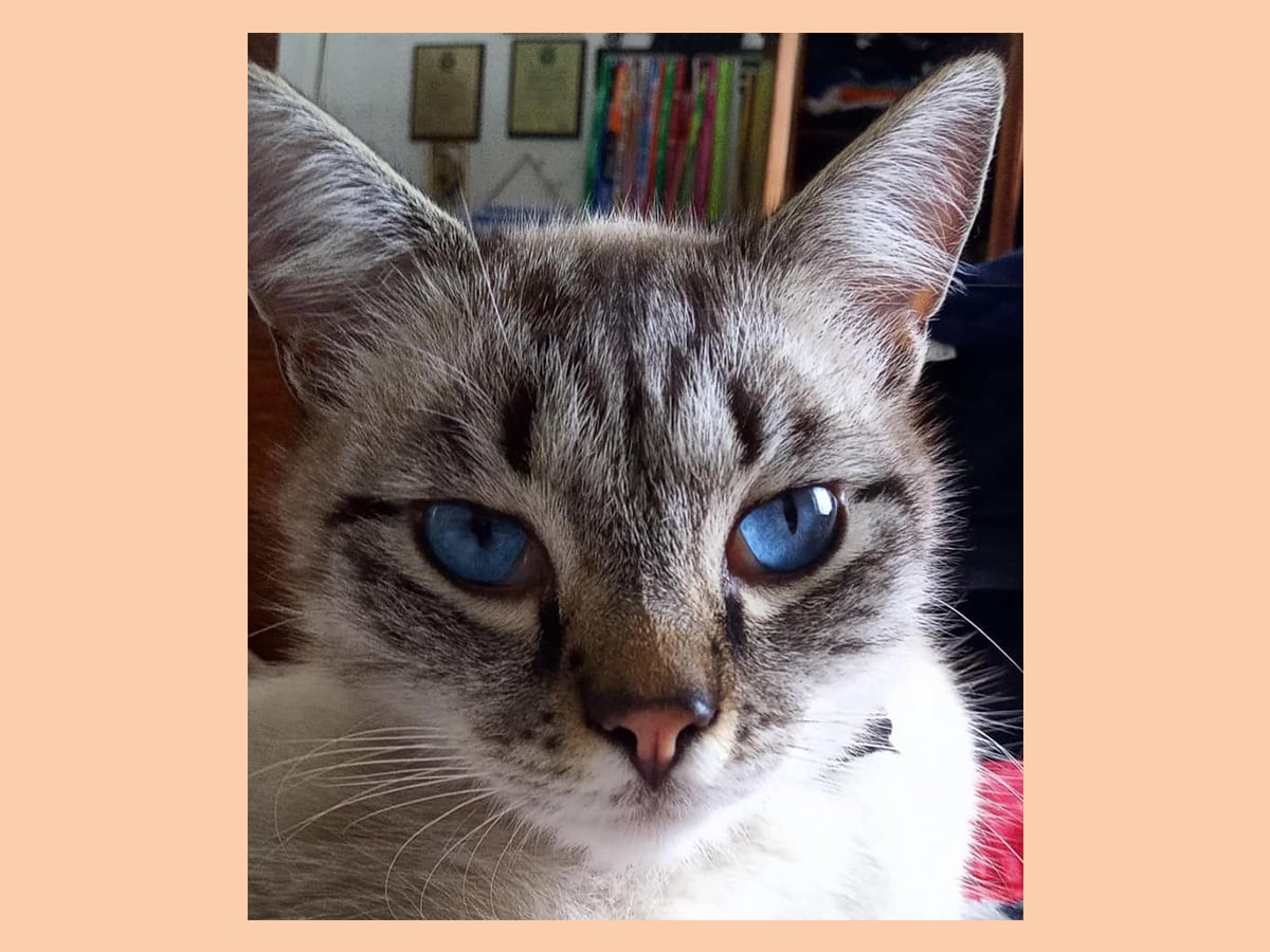 Спільна допомога