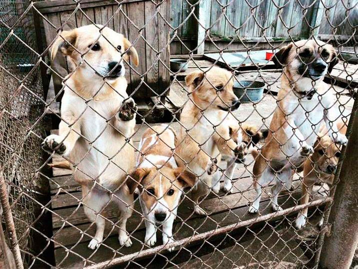 Лінія магазинів EVA спільно з партнерами надали допомогу семи притулкам для тварин   