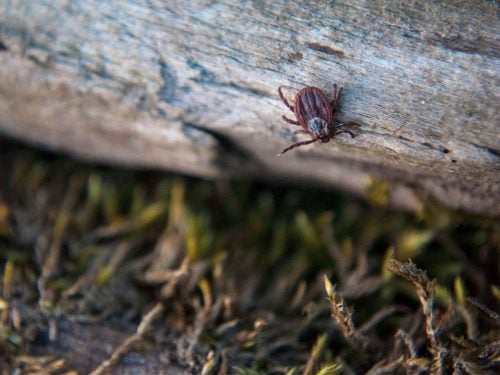 Як самостійно витягнути кліща