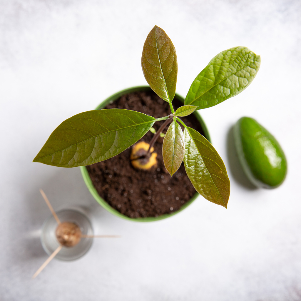 Как посадить авокадо