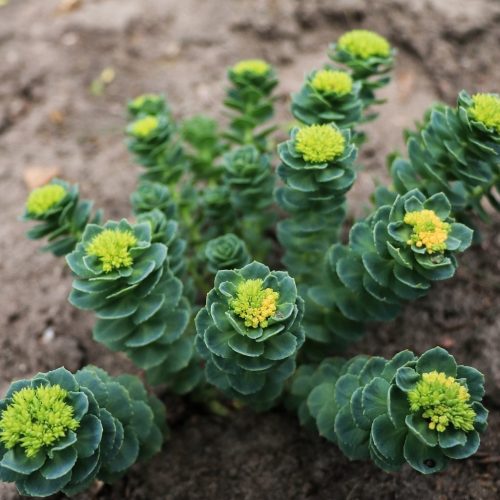 Суккуленты: виды, размножение и как ухаживать [31 фото] » Eva Blog