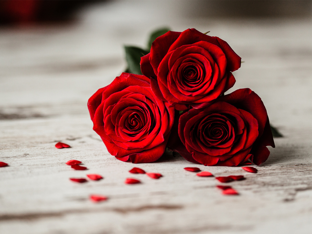 Чарівність червоних троянд
