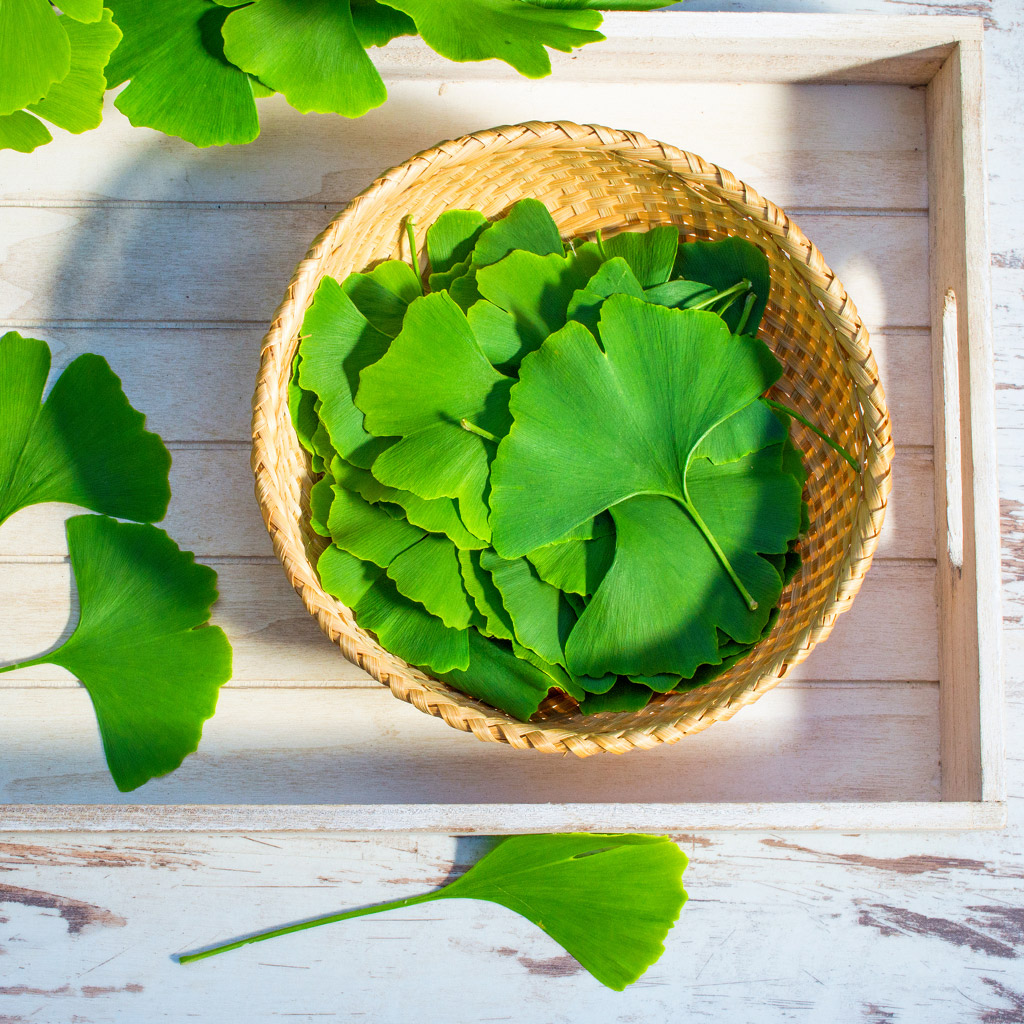 08-Гінко-білоба