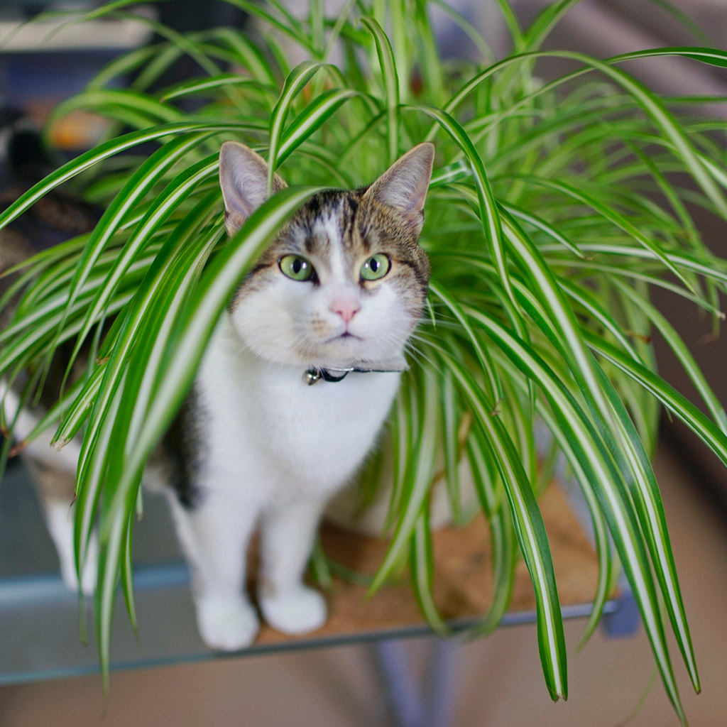 4-Прикмети-та-забобони