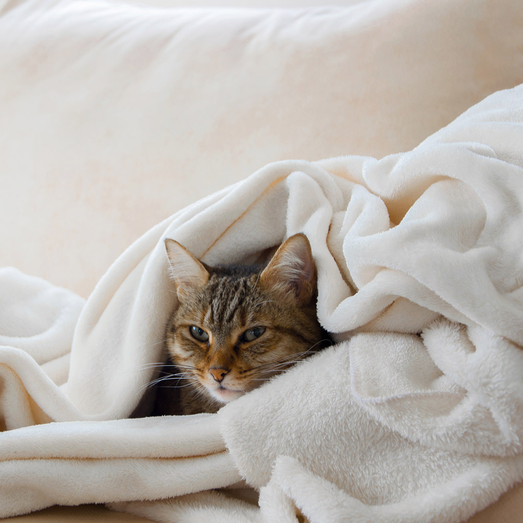 9-Електроковдра-та-електропростирадло