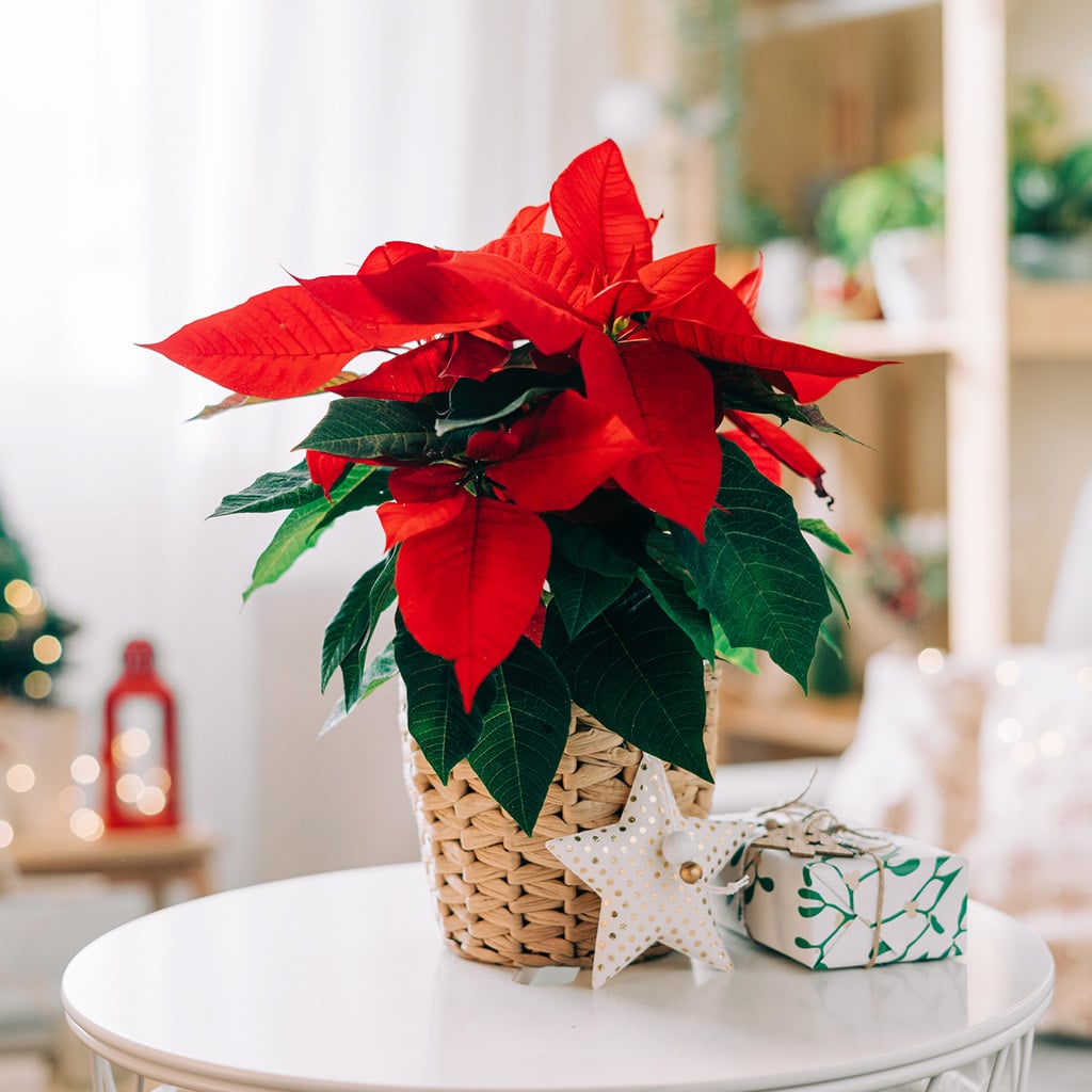 2-Ідеї-подарунків-для-тих,-хто-має-все