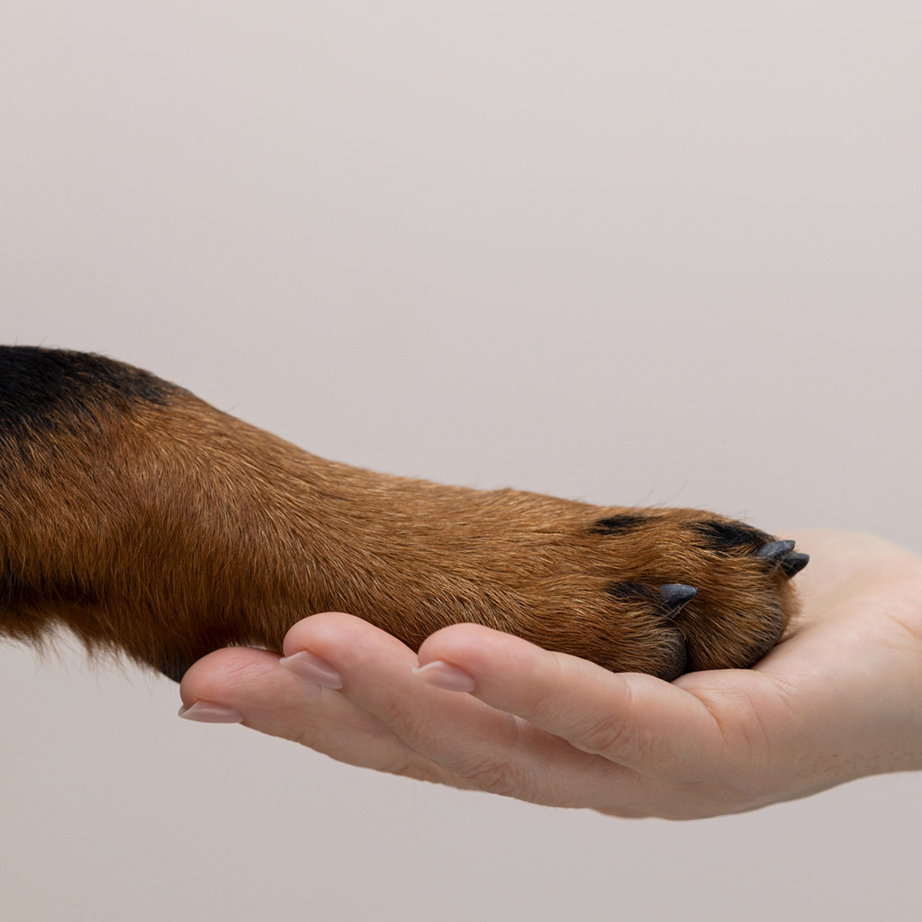 1-Догляд-за-лапами-собаки-після-прогулянки