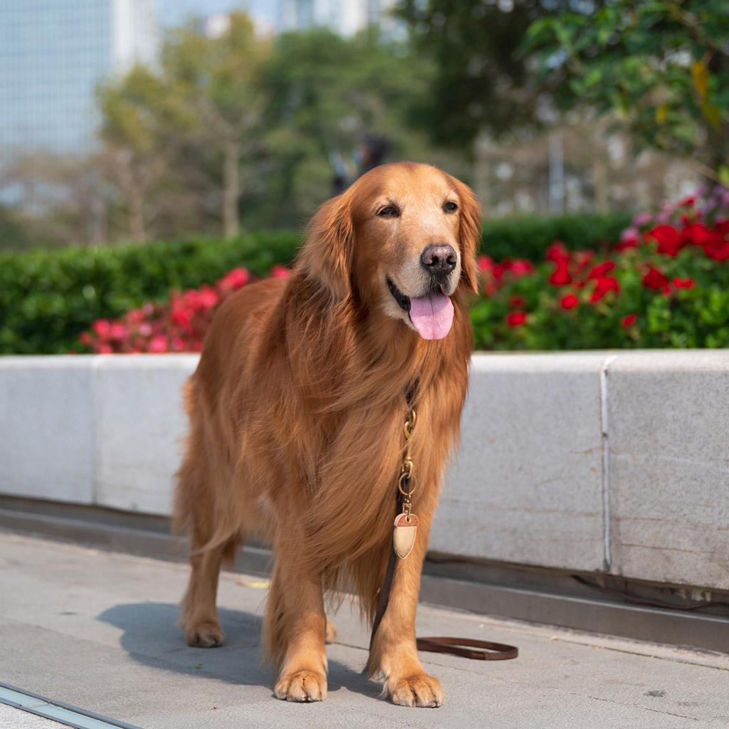2-Догляд-за-лапами-собаки-після-прогулянки