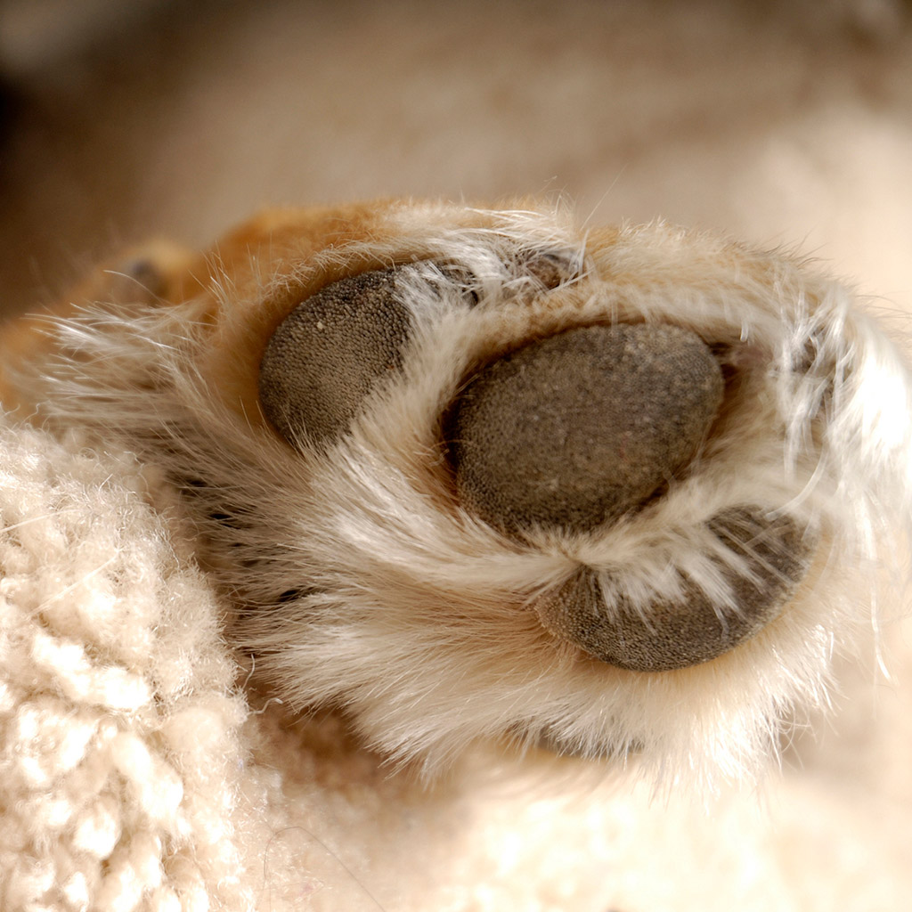 3-Догляд-за-лапами-собаки-після-прогулянки