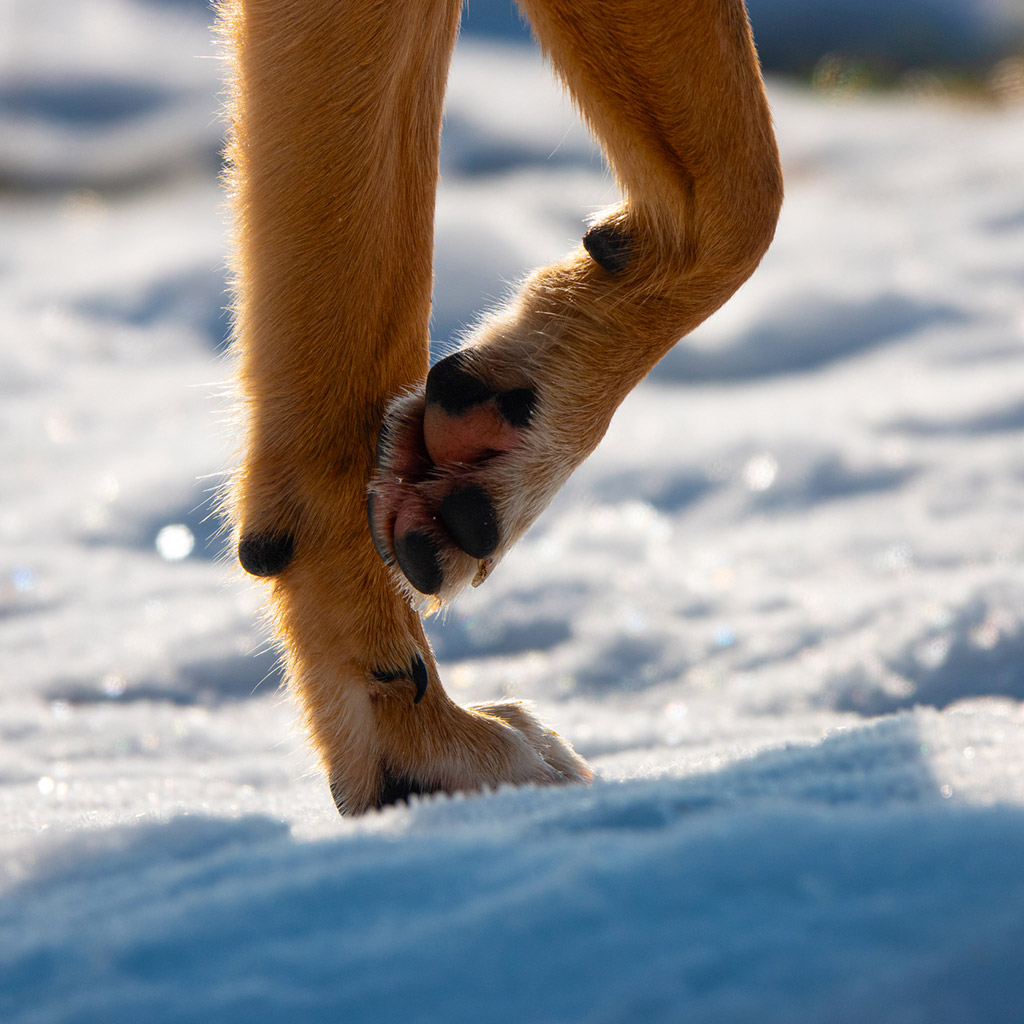 5-Догляд-за-лапами-собаки-після-прогулянки
