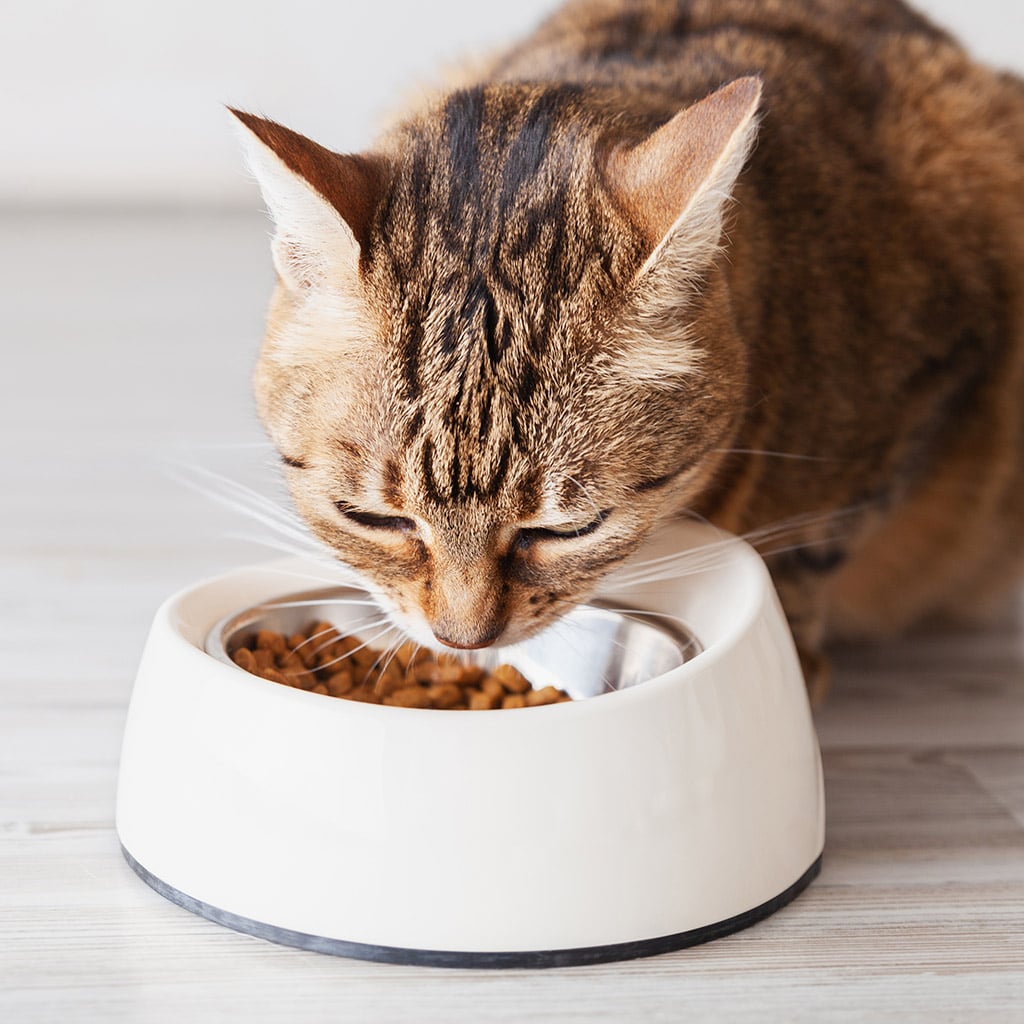 2-Сухий-корм