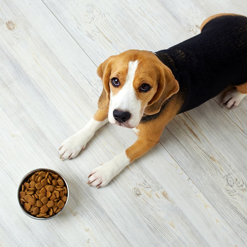 4-Сухий-корм