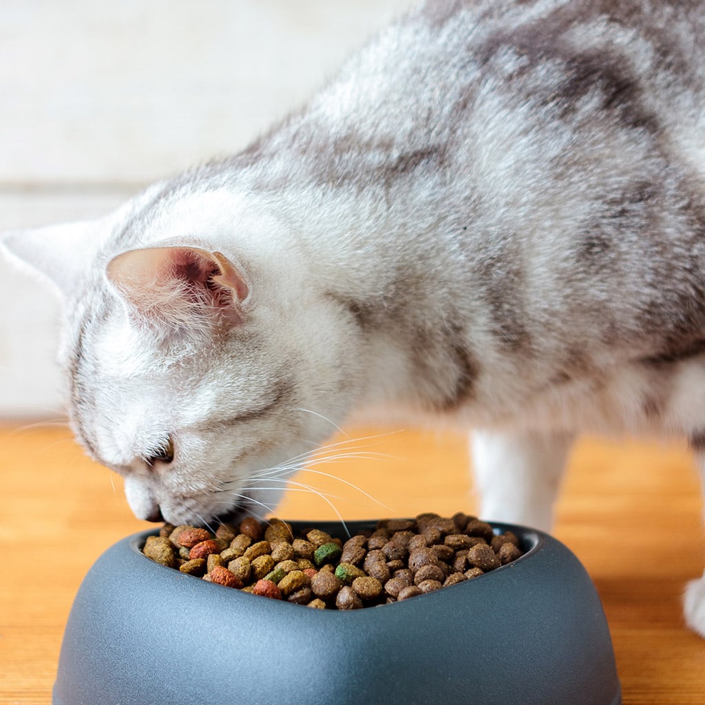 6-Сухий-корм