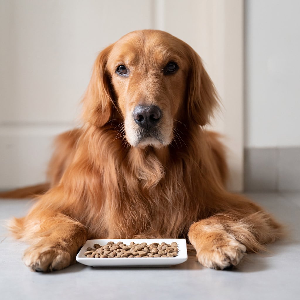 8-Сухий-корм